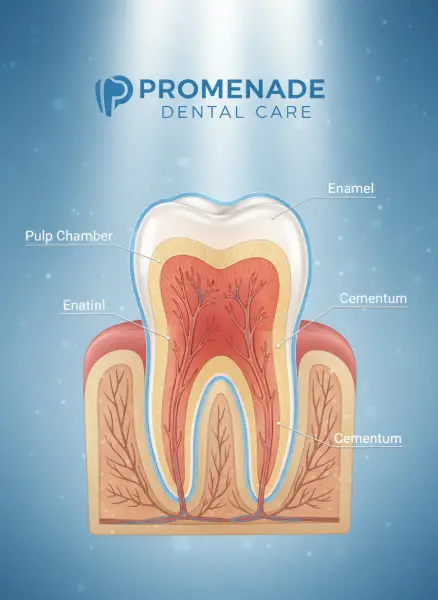 Cross-section diagram showing the pulp chamber and root canal system inside a tooth